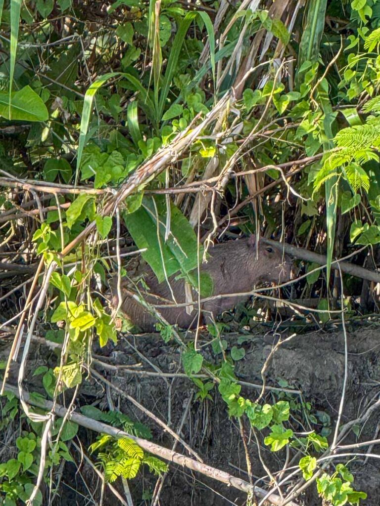 a mother capybara in the bushes along the Manu River in Peru.