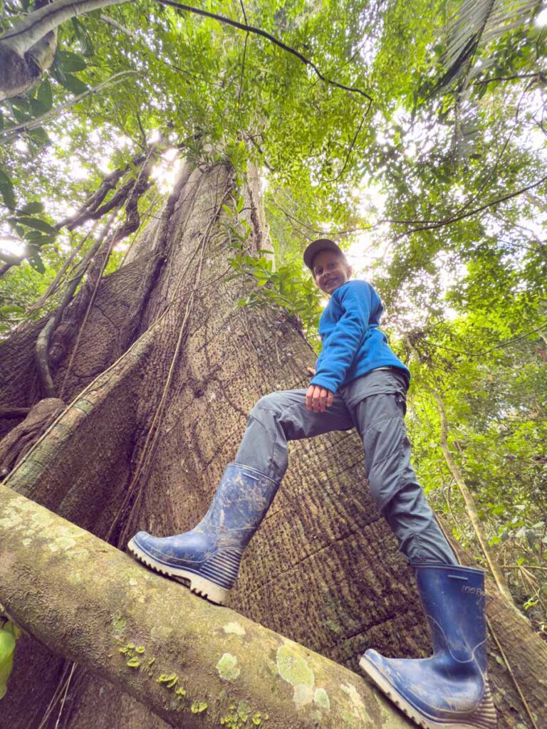 a 12-year old girl climbs the buttress roots on a massive tree in Manu National Park, Peru.