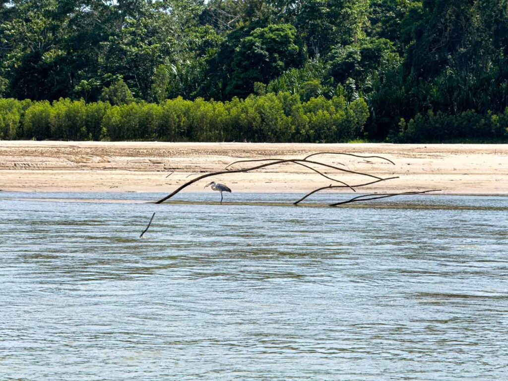 a heron stands in the shallow water of the Manu River with a fish in its mouth in Manu National Park, Peru.