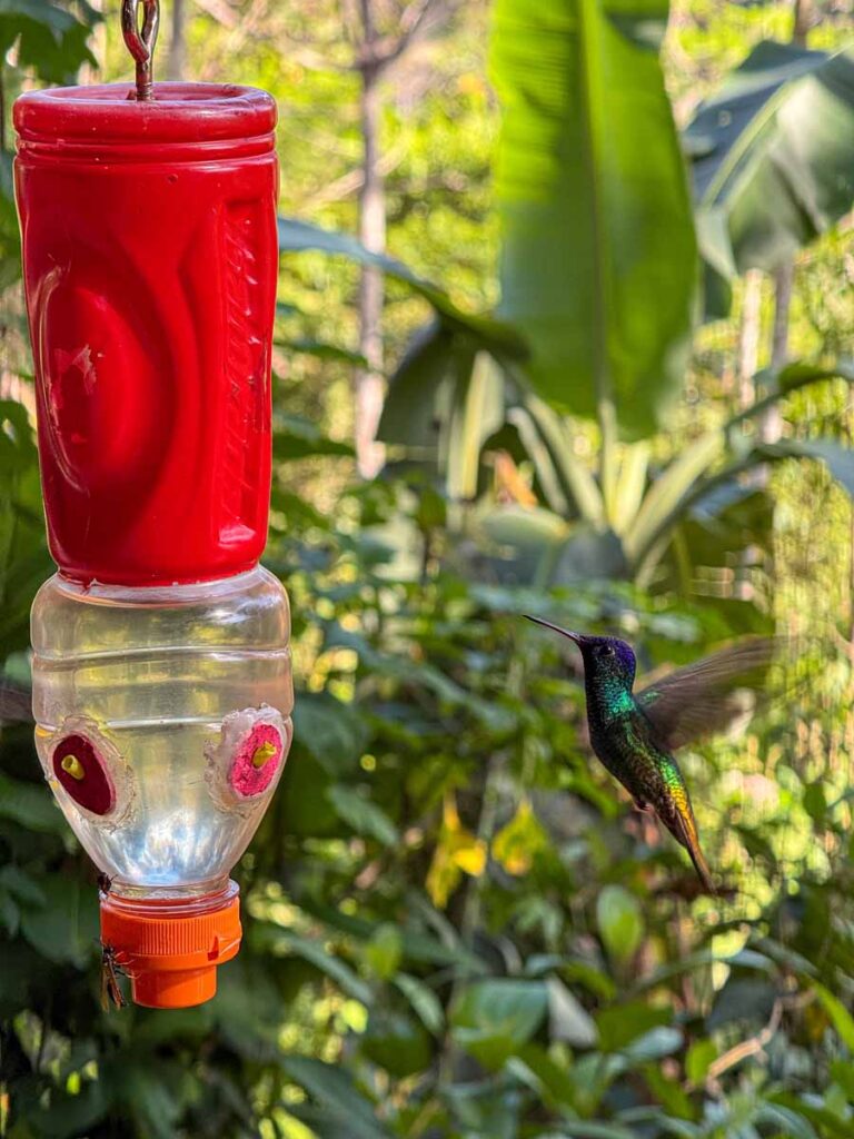 a colorful hummingbird visits a feeder at a hummingbird garden near Pilcopata, Peru.