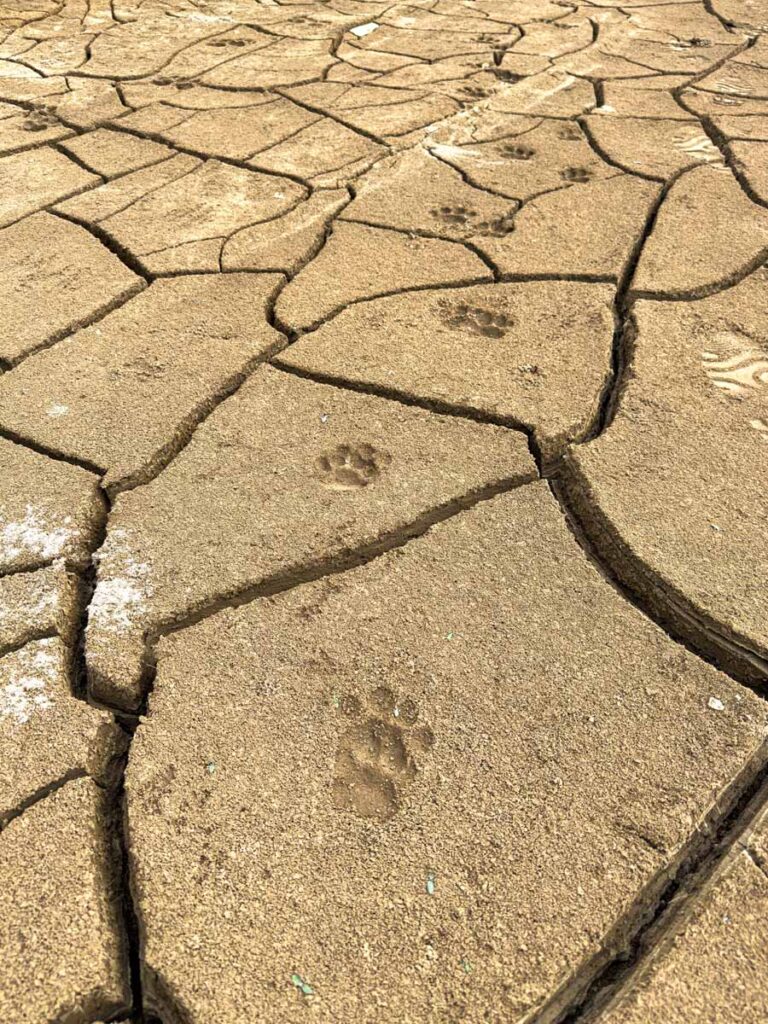 a line of jaguar footprints in the sand on the shores of the Rio Madre de Dios in Manu National Park, Peru.