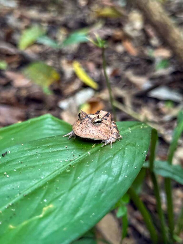 we spotted this cute juvenile horned frog while on a nature walk in the Amazon jungle in Manu National Park.