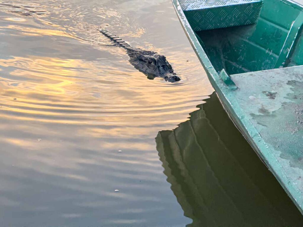 A large caiman swam up to our boat on Salvador Lake in Manu National Park.
