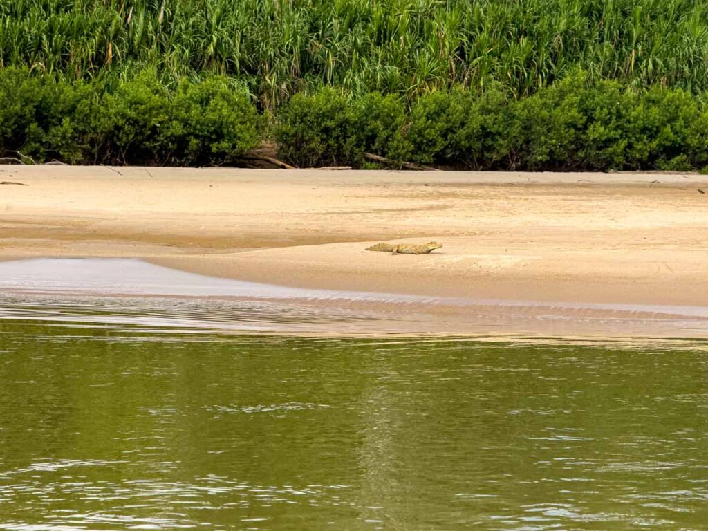 a large caiman in the sun on a beach on the Manu River in Peru.