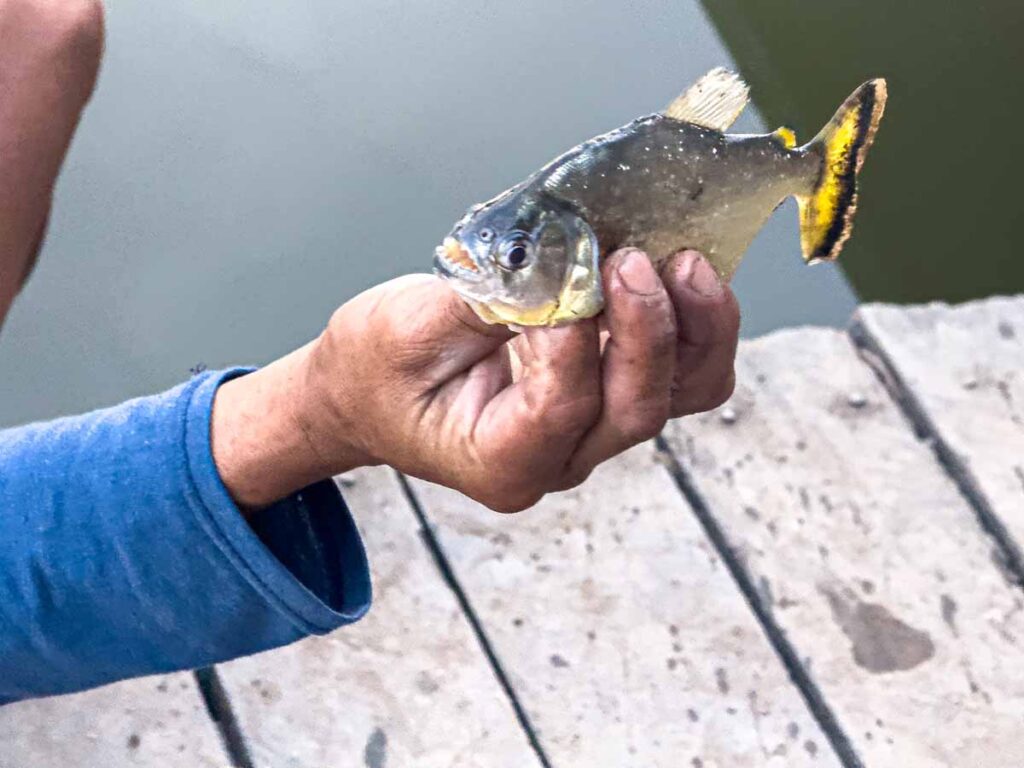 our kids enjoyed watching piranha fishing on our tour of Manu National Park in Peru.