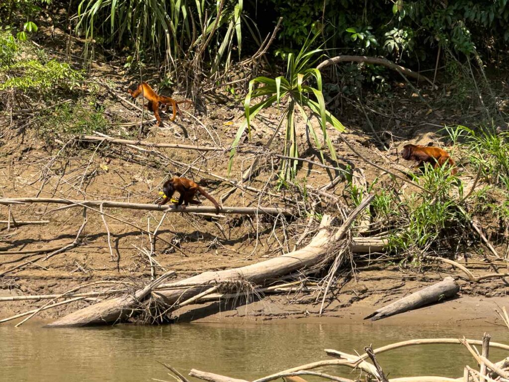 a troop of red howler monkeys on the shores of the Manu River in Manu National Park.