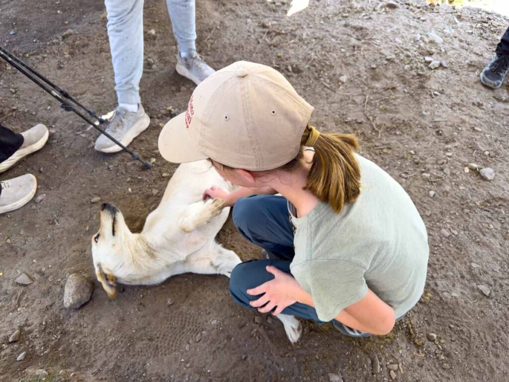 an 11-year old girl stops to pet a friendly dog while hiking the Inca Trail on a family trip to Peru.