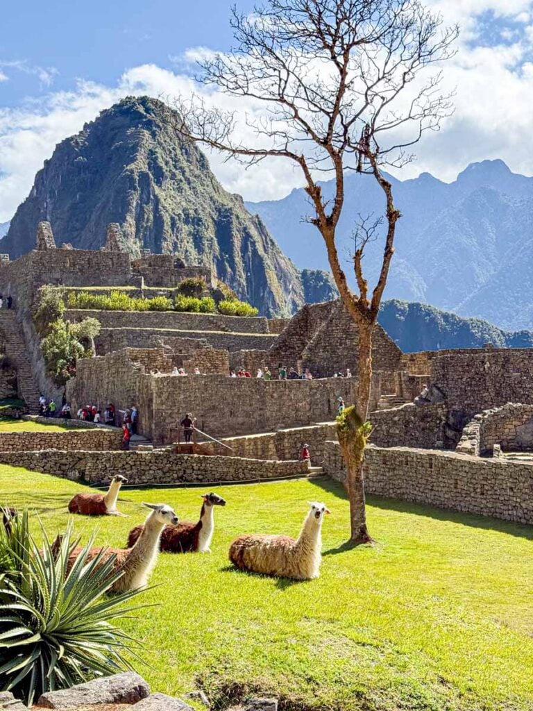 llamas rest on the grass at Machu Picchu, Peru.