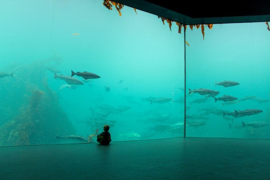 a 2-year old boy sits next to the glass in the Atlantic Ocean Room in the Atlantic Sea Park in Alesund, Norway.
