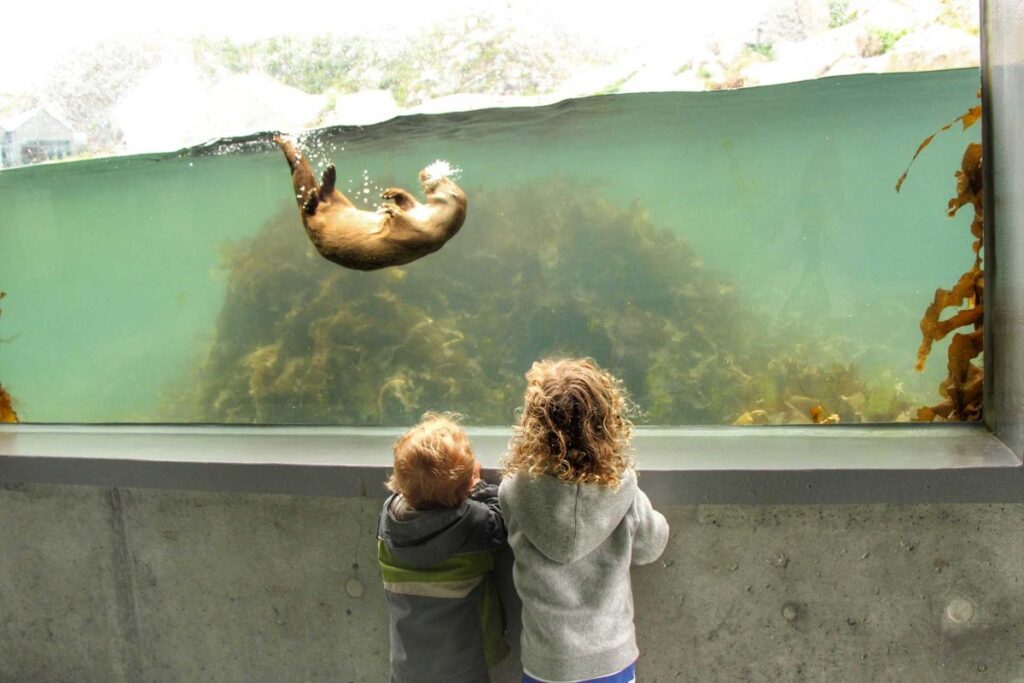 The Brewer kids watch a playful otter at the Atlantic Sea Park while on a family vacation to Alesund, Norway.
