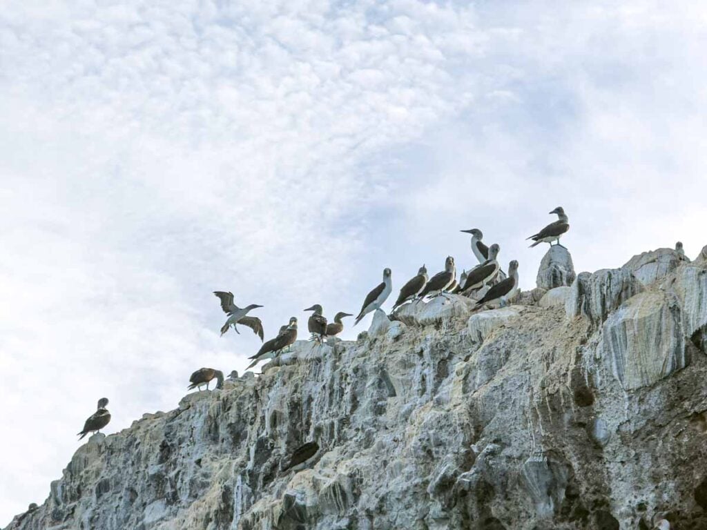 a colony of Blue Footed Boobies on Gaviota Island near La Paz, Mexico.