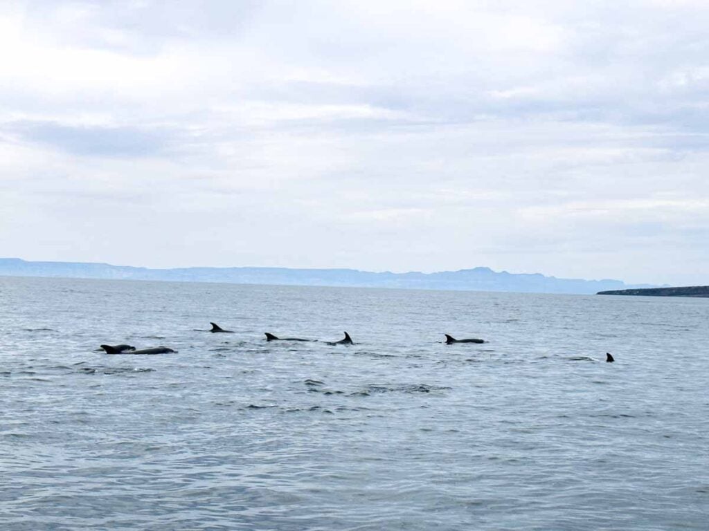 a large pod of dolphins swims past our boat while on a sea lion snorkeling tour near La Paz, Mexico.
