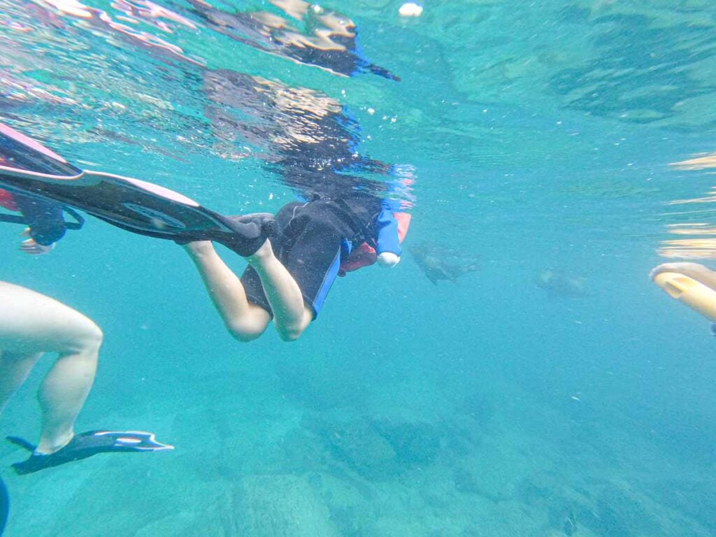 a 10-year old boy snorkeling with sea lions while on a family vacation to La Paz, Mexico.