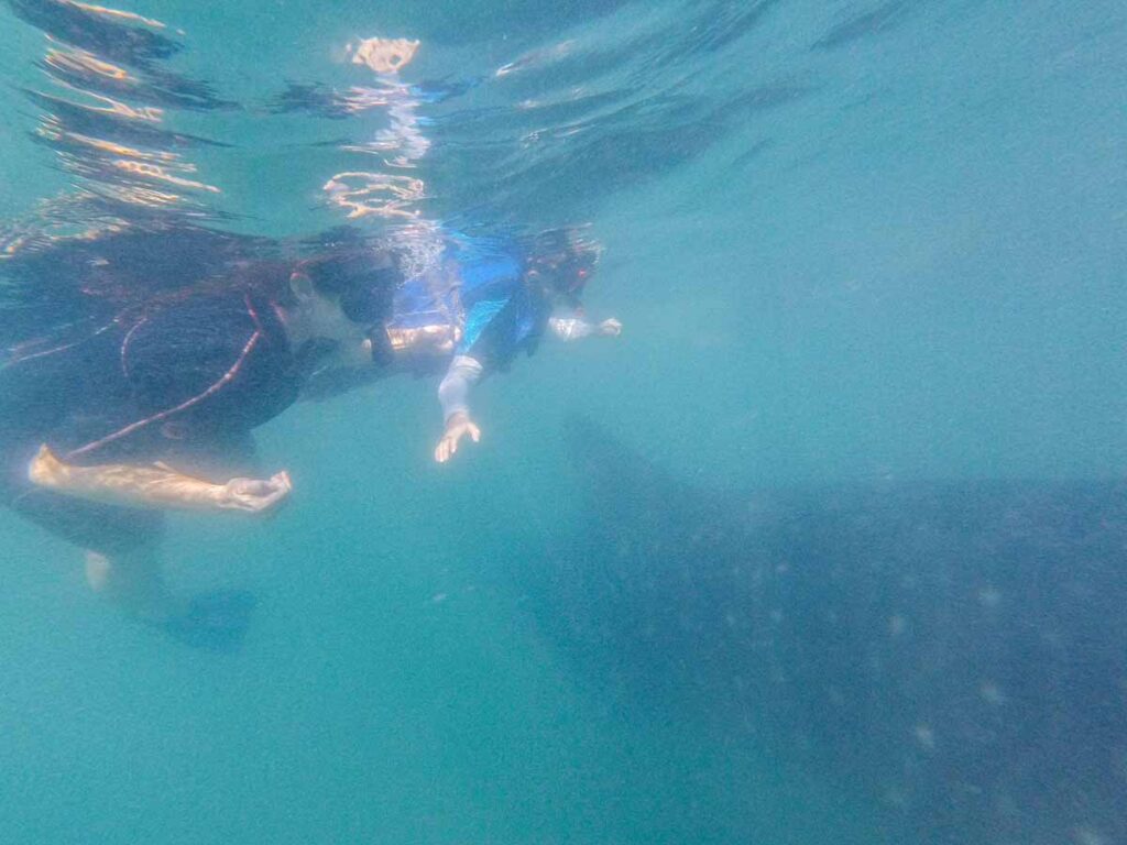 Celine Brewer and her 10-year old son, swim next to a whale shark in La Paz, Mexico.