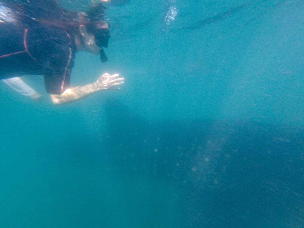 Celine Brewer, owner of FamilyCanTravel.com, swims next to a whale shark while on a family trip to La Paz, Mexico.