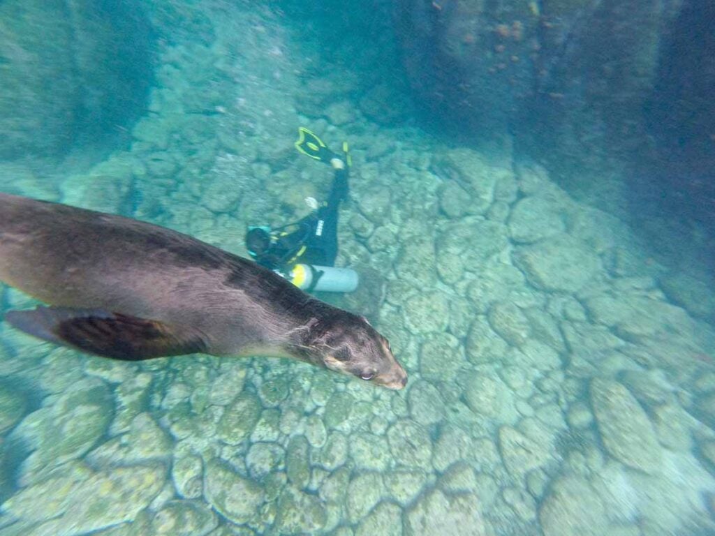 a sea lion swims under me while on a snorkeling tour to the sea lion colony at Isla Espiritu Santo National Park.