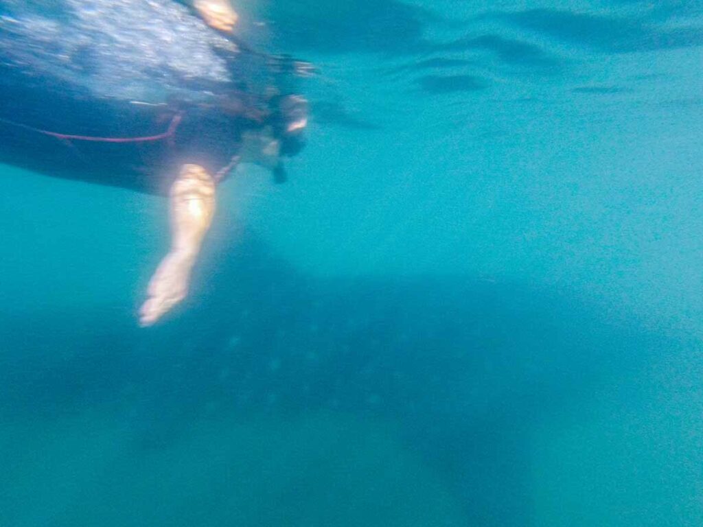 Celine Brewer, of the Family Can Travel blog, swims with a whale shark while on a family vacation to La Paz, Mexico.