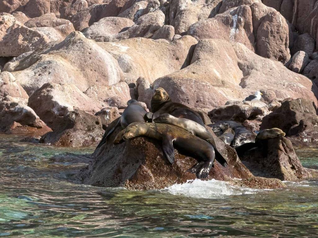 sea lions rest on the rocks at a huge colony in sea lion colony at Isla Espiritu Santo National Park, Mexico.