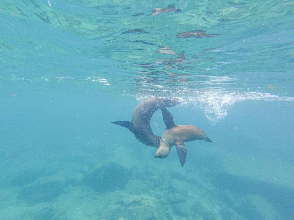 two playful sea lions at Isla Espiritu Santo National Park near La Paz, Mexico.