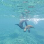 two playful sea lions at Isla Espiritu Santo National Park near La Paz, Mexico.