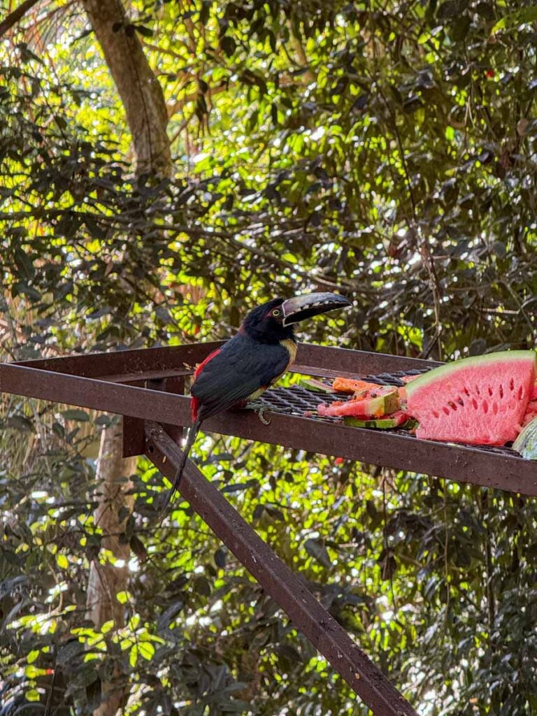 a colorful toucan eats watermelon from a feeding station near the Treehouse Bar at the Sweet Songs Jungle Lodge in San Ignacio, Belize.