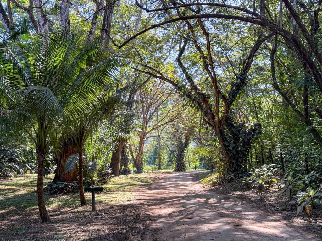 The jungle setting near the entrance to the Sweet Songs Lodge in San Ignacio, Belize.