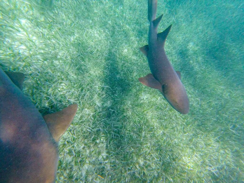 Nurse sharks visit our snorkeling tour in Shark and Ray Alley near Ambergris Caye, Belize.
