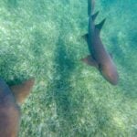 DCIM107GOPROGOPR5128.JPG Nurse sharks visit our snorkeling tour in Shark and Ray Alley near Ambergris Caye, Belize.