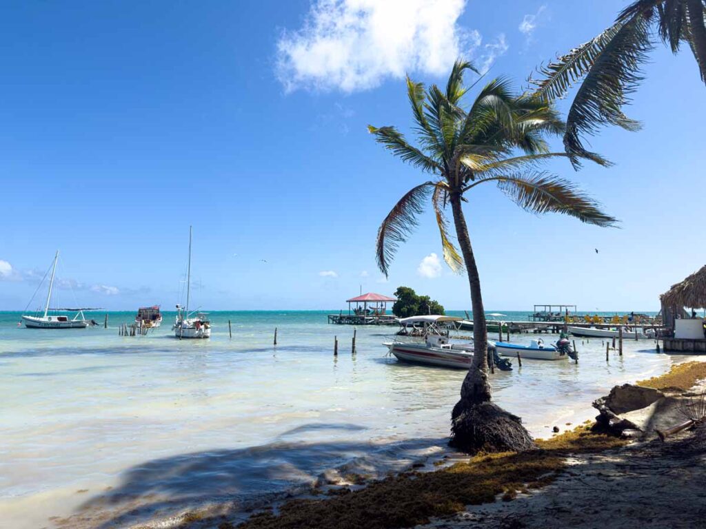 palm trees sway in the wind on the coastline of Caye Caulker, Belize.