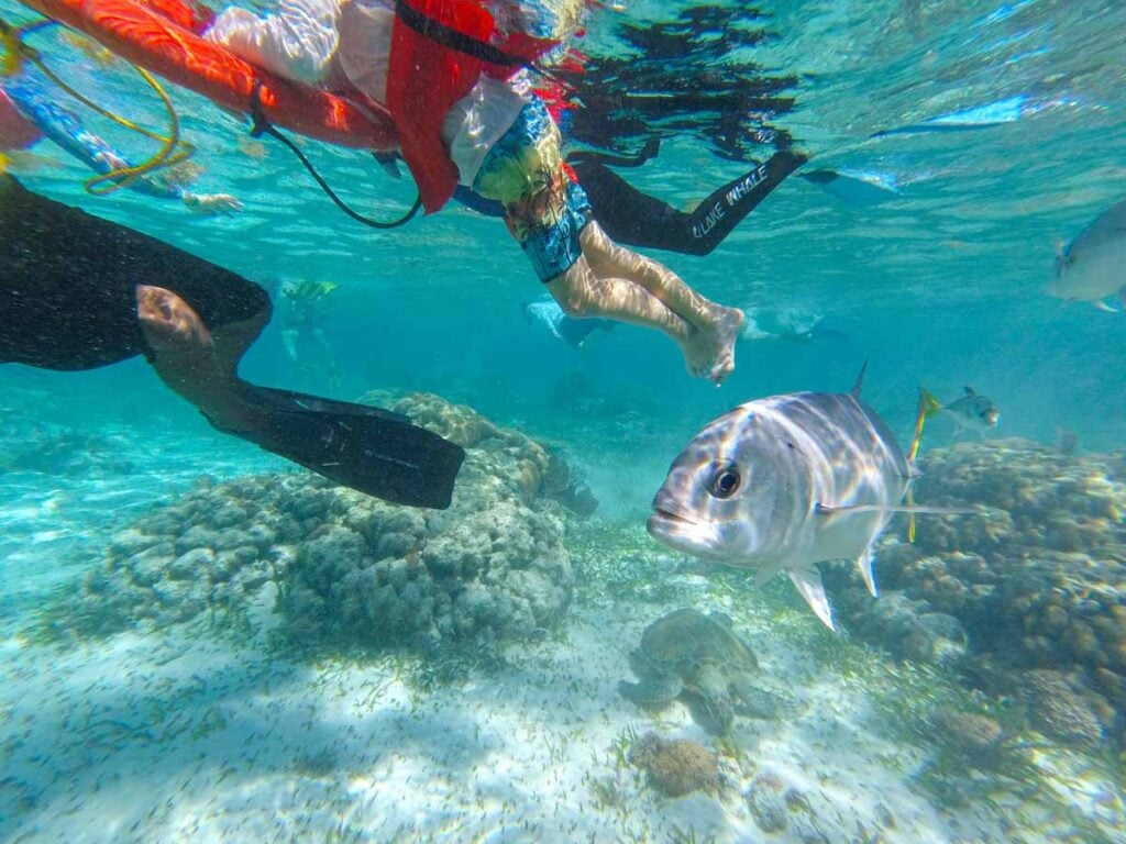 a 10-year old boy on a family snorkeling trip from Ambergris Caye swims overtop a sea turtle.