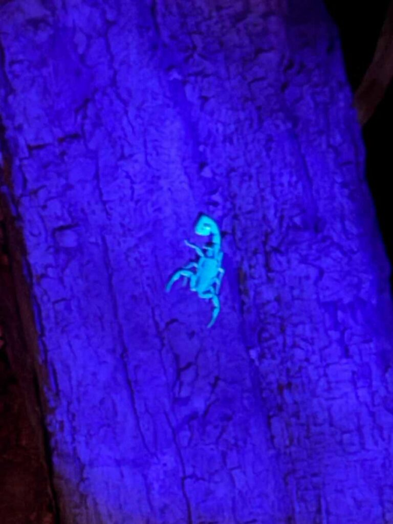 On our jungle night walk at the Sweet Songs Lodge, our guide shone a black light on this scorpion causing it to glow in the dark.