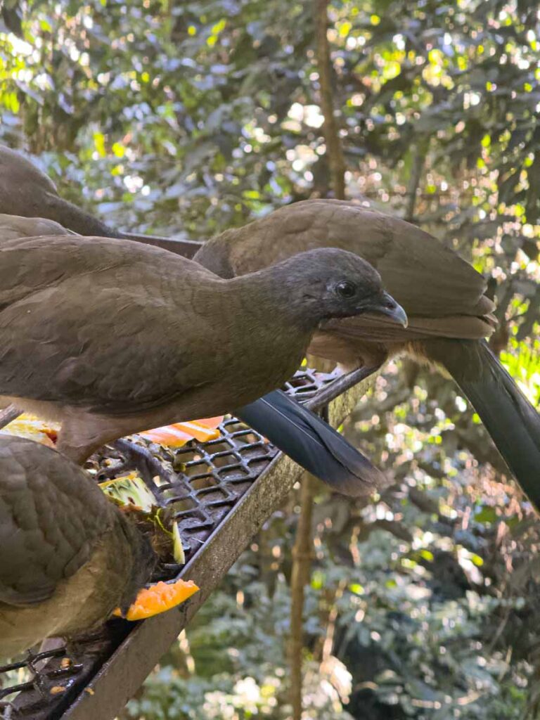 a flock of brown birds seen near the Treehouse Bar at the Sweet Songs Jungle Lodge.