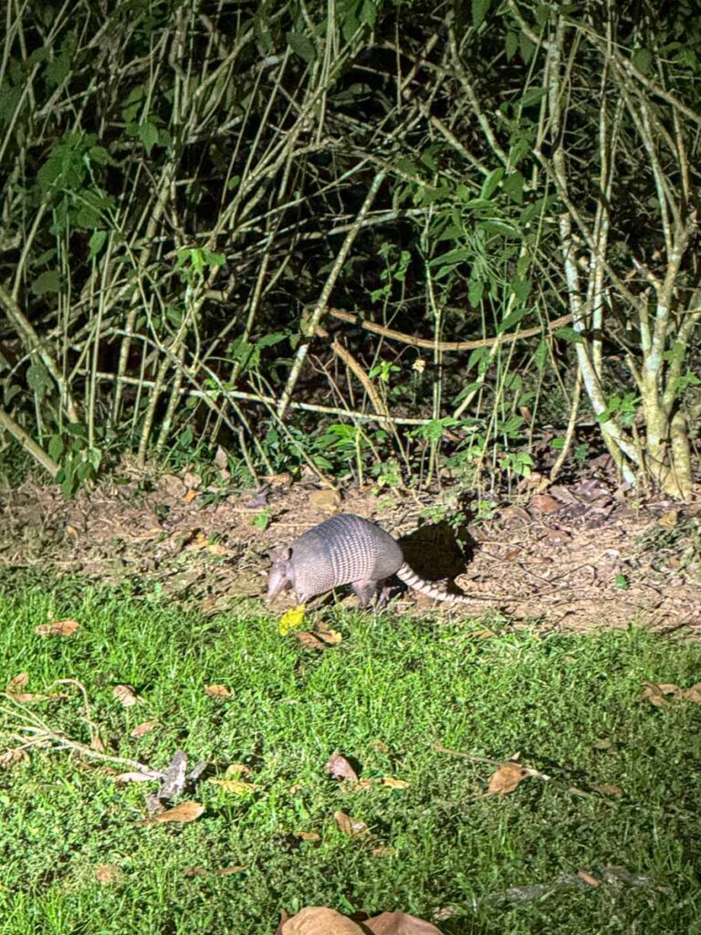 a 9-ringed armadillo as seen on a jungle night walk at the Sweet Songs Lodge in Belize.