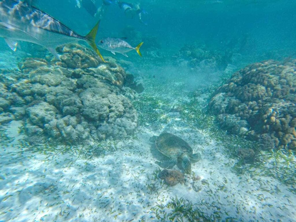a sea turtle swims through the Hol Chan Marine Reserve on our kid-friendly snorkeling tour from Ambergris Caye, Belize.