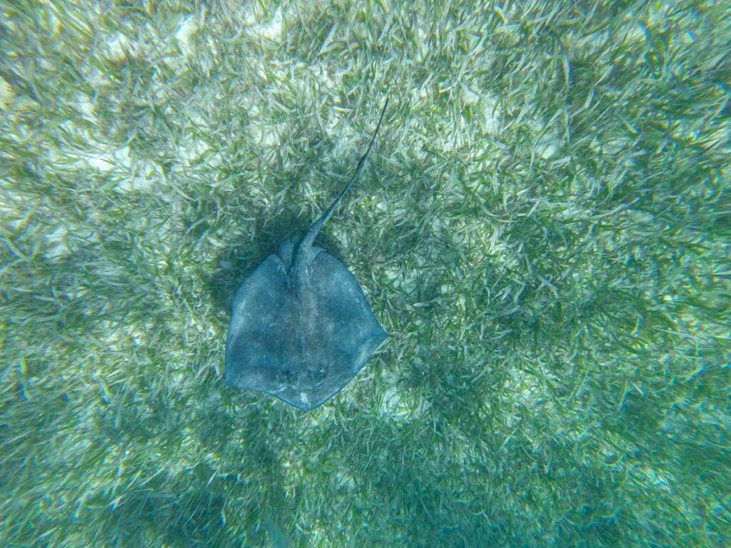a large stingray swims underneath me on our snorkeling tour to Shark and Ray Alley near Ambergris Caye, Belize.
