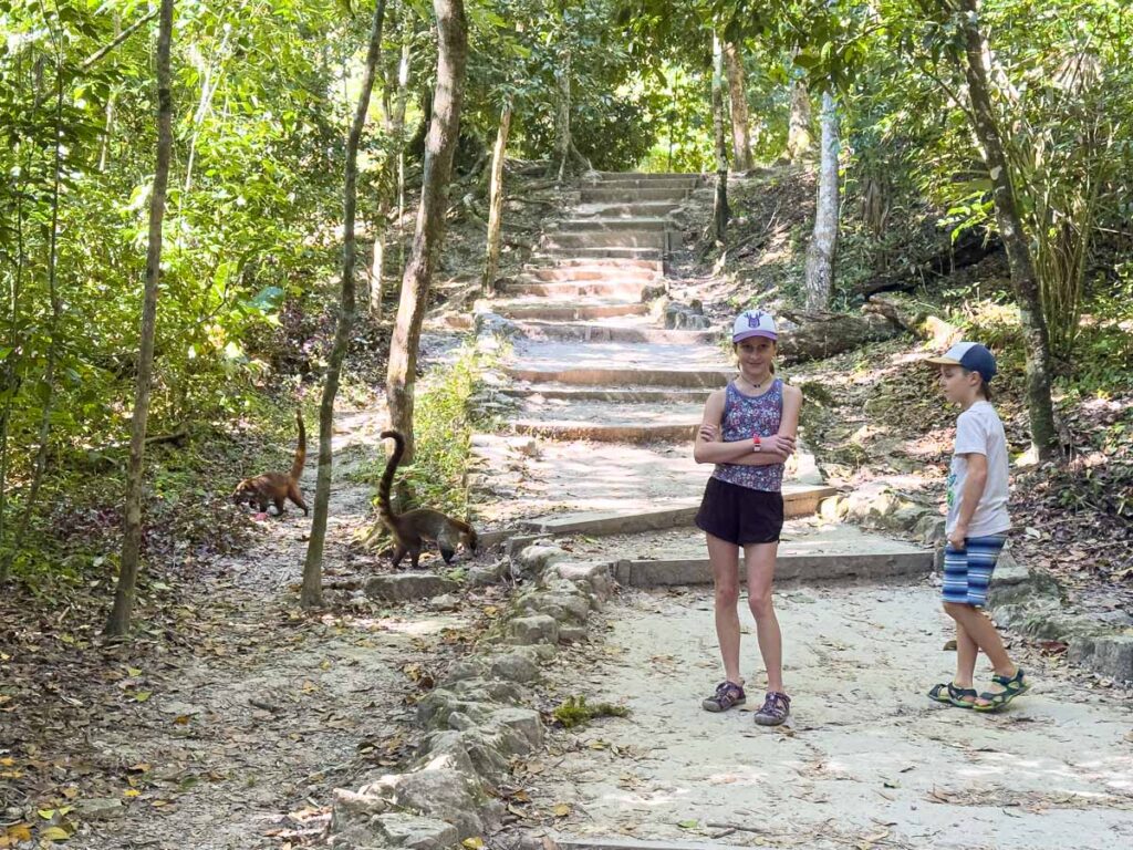 The Brewer kids, from the Family Can Travel blog, stand next to a band of coatimundi while visiting the Tikal ruins in Guatemala.