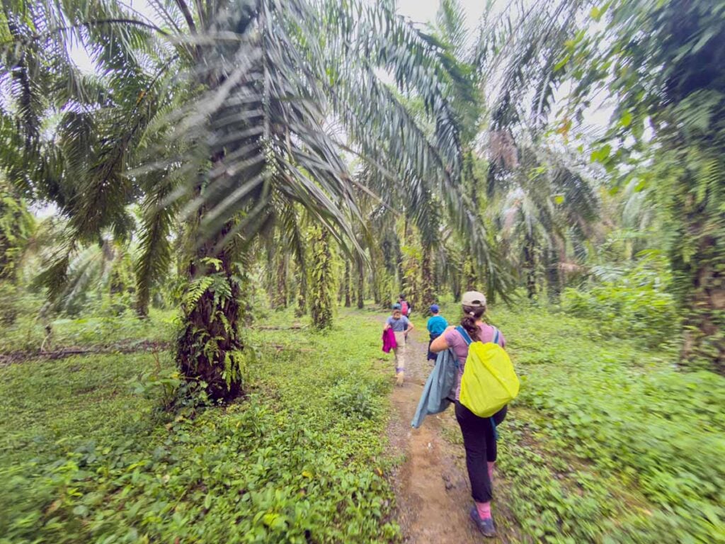Celine Brewer and her kids walk through a palm oil plantation near Bukit Lawang on their way to the Bat Cave.