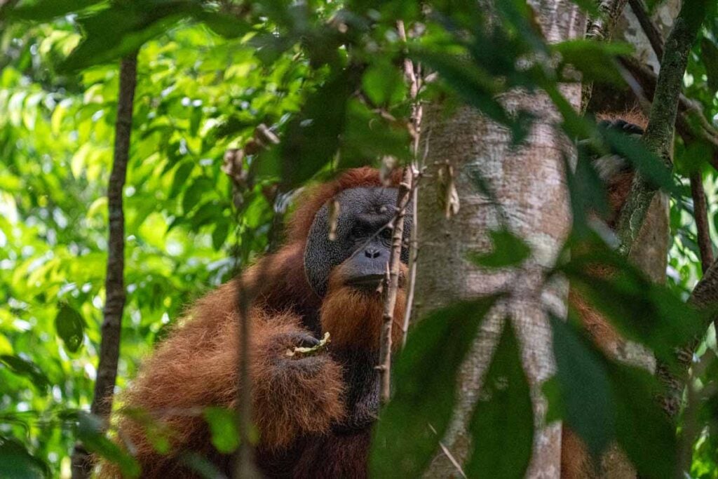 A large male orangutan in a tree in Gunung Leuser National Park near Bukit Lawang, Indonesia.