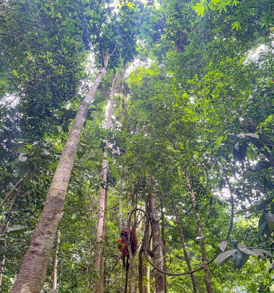 A male orangutan in a tree in Gunung Leuser National Park near Bukit Lawang.