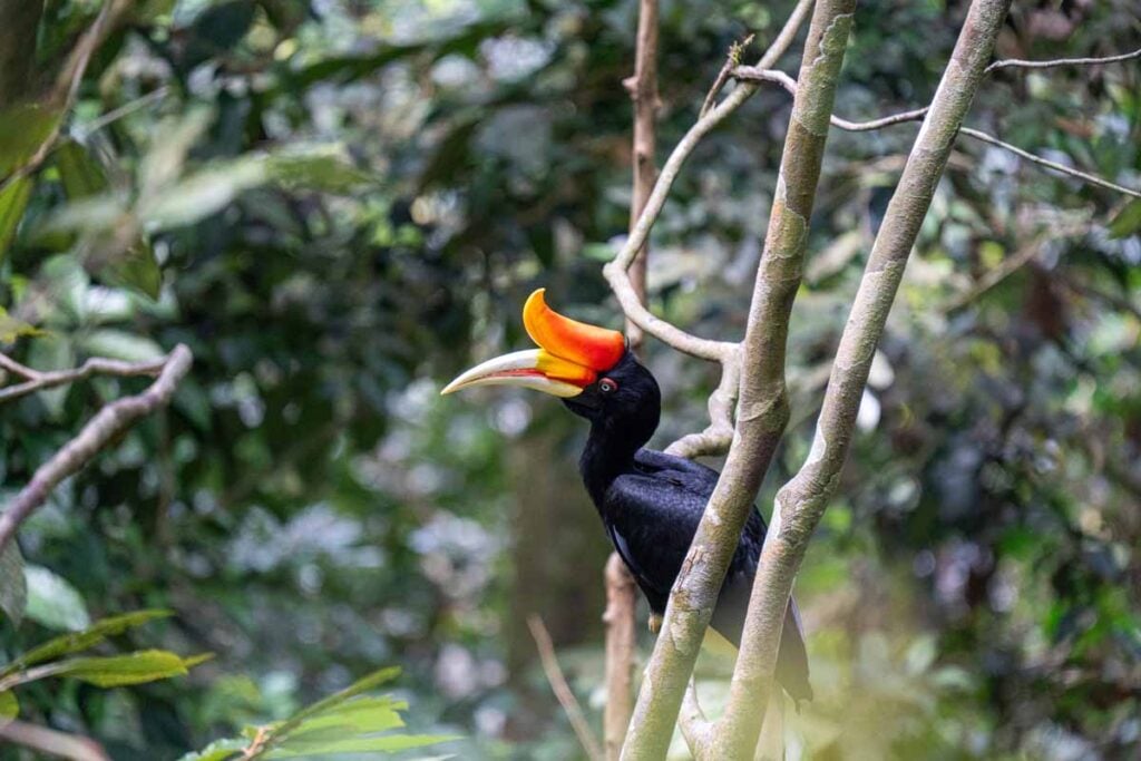 A Rhinoceros hornbill in a tree in Gunung Leuser National Park near Bukit Lawang, Indonesia.