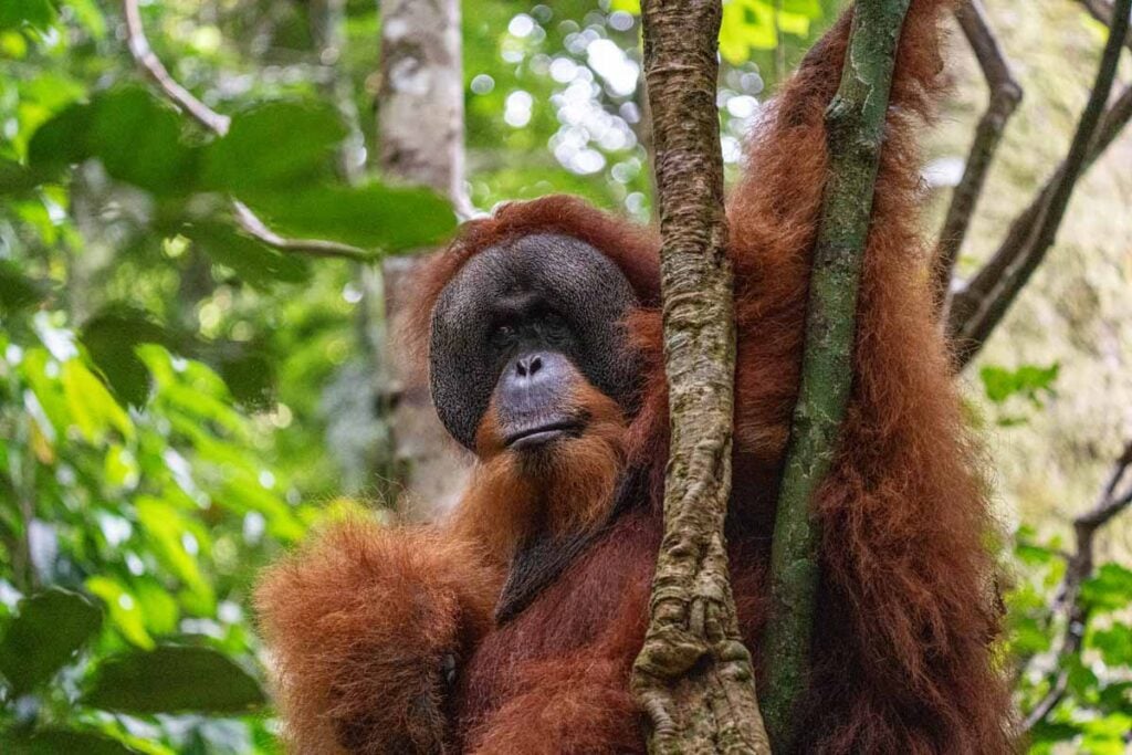 A male orangutan in a tree in Gunung Leuser National Park which we saw on our family trip to Bukit Lawang.
