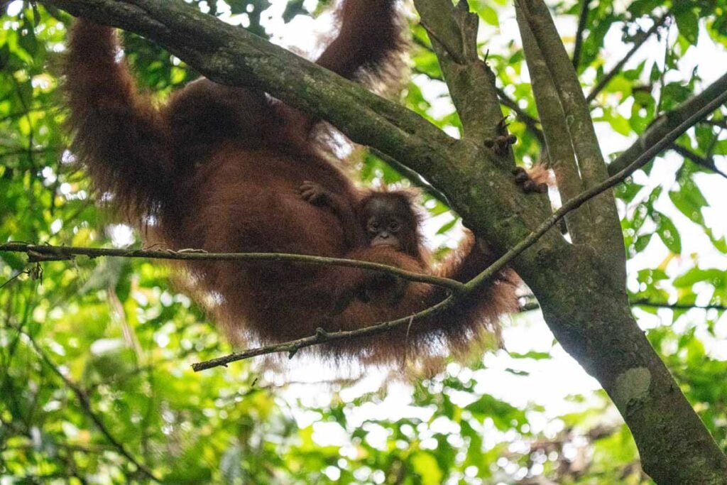 A mother orangutan and her baby swing in a tree near our campsite in Gunung Leuser National Park during our trip to Bukit Lawan with kids.