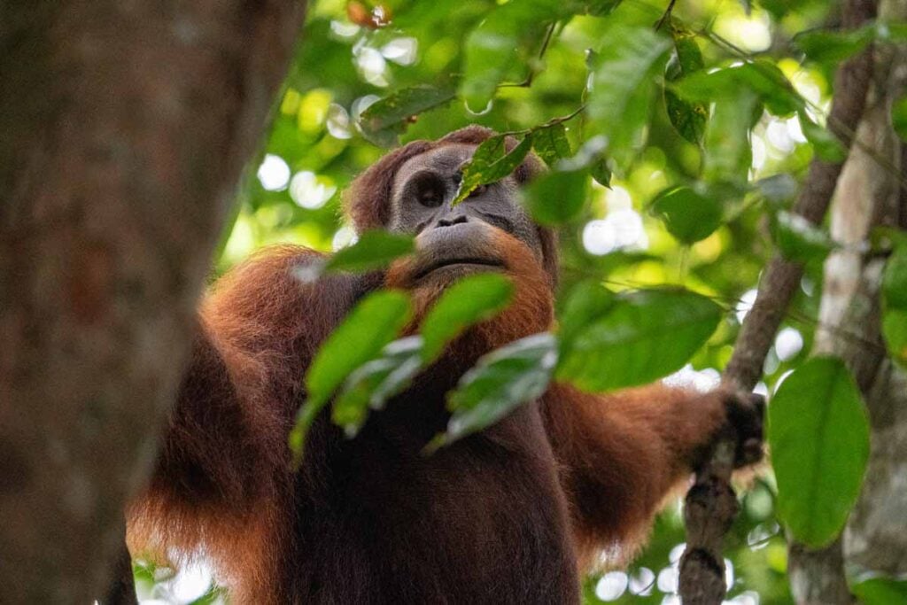 Our first orangutan sighting in Gunung Leuser National Park near Bukit Lawang.