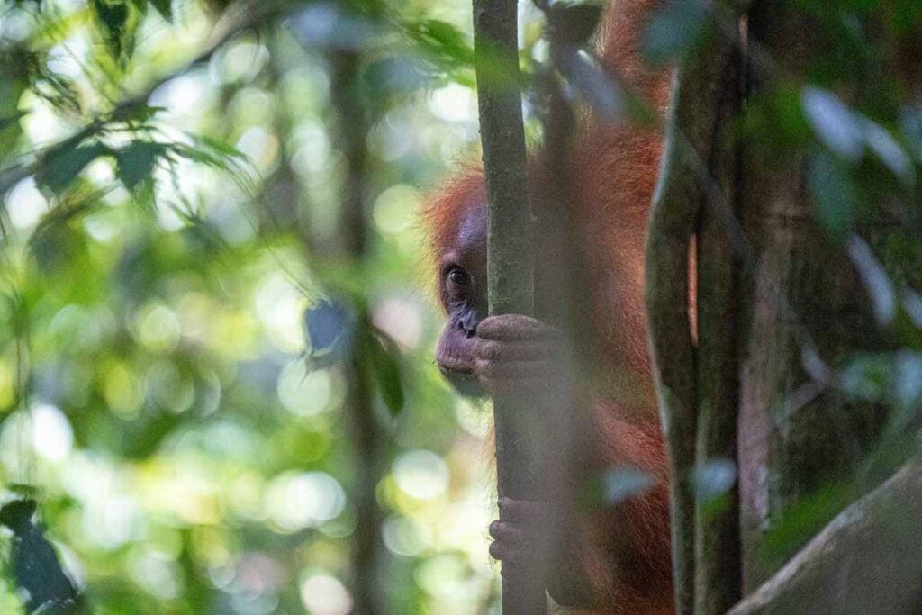 A female orangutan peeks through the trees in Gunung Leuser National Park, Indonesia.