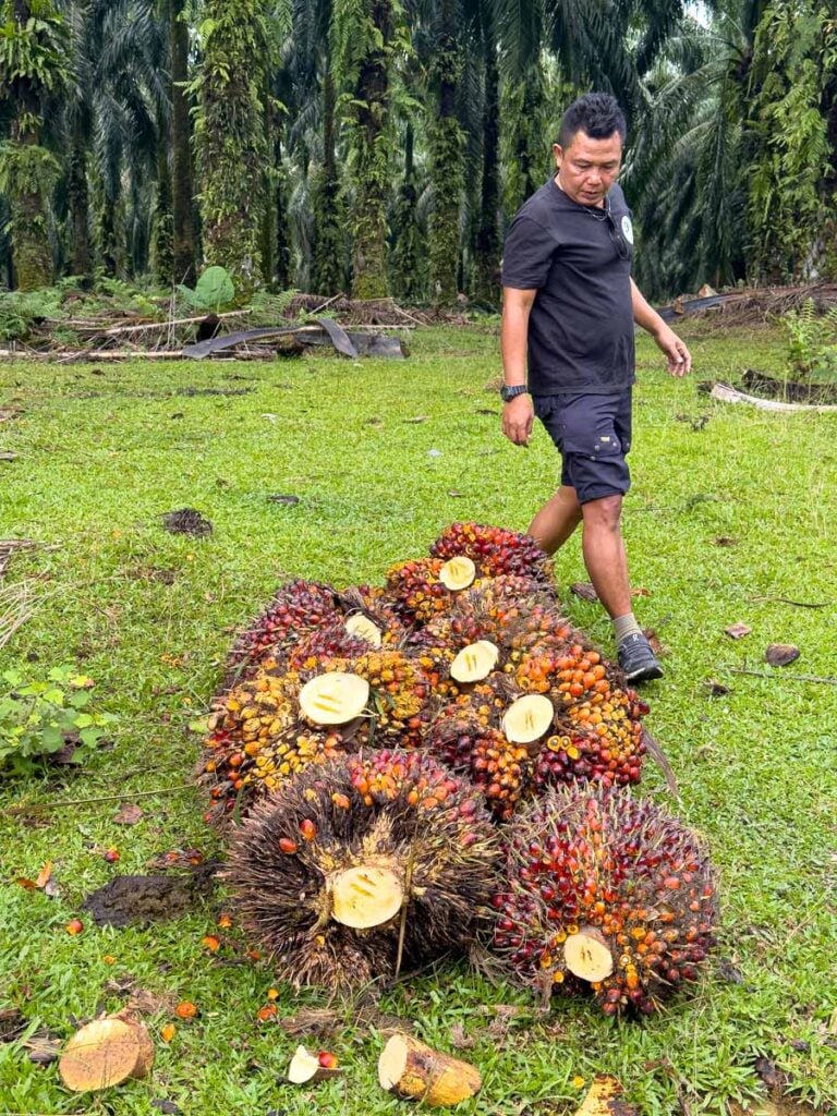 Our guide walks around a bunch of palm oil nuts to explain how they make palm oil.