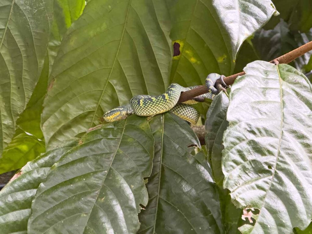 A small, green Sumatra pit viper in a tree near Bukit Lawang, Indonesia.