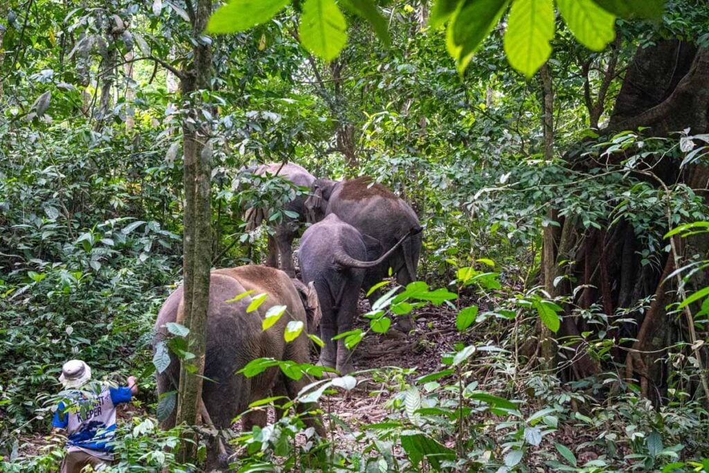 Sumatran elephants walk through the jungle near Tangkahan, Indonesia.