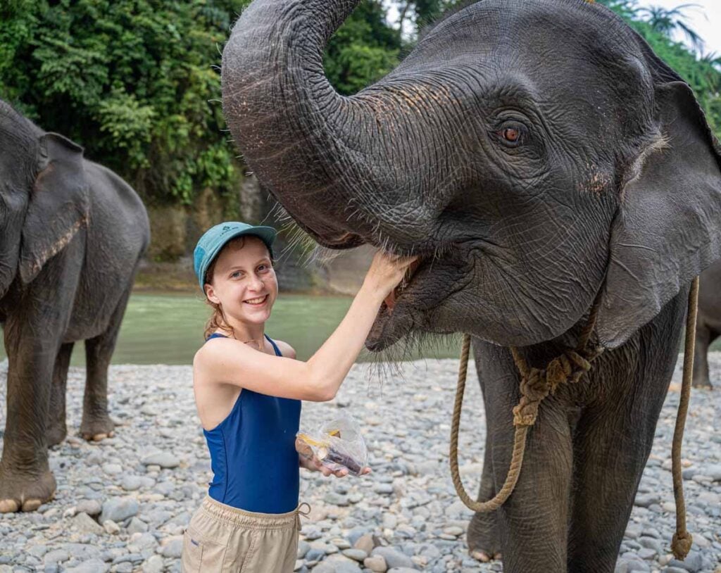 A Brewer child feeds an elephant during the Tangkahan elephant encounter in Sumatra, Indonesia.