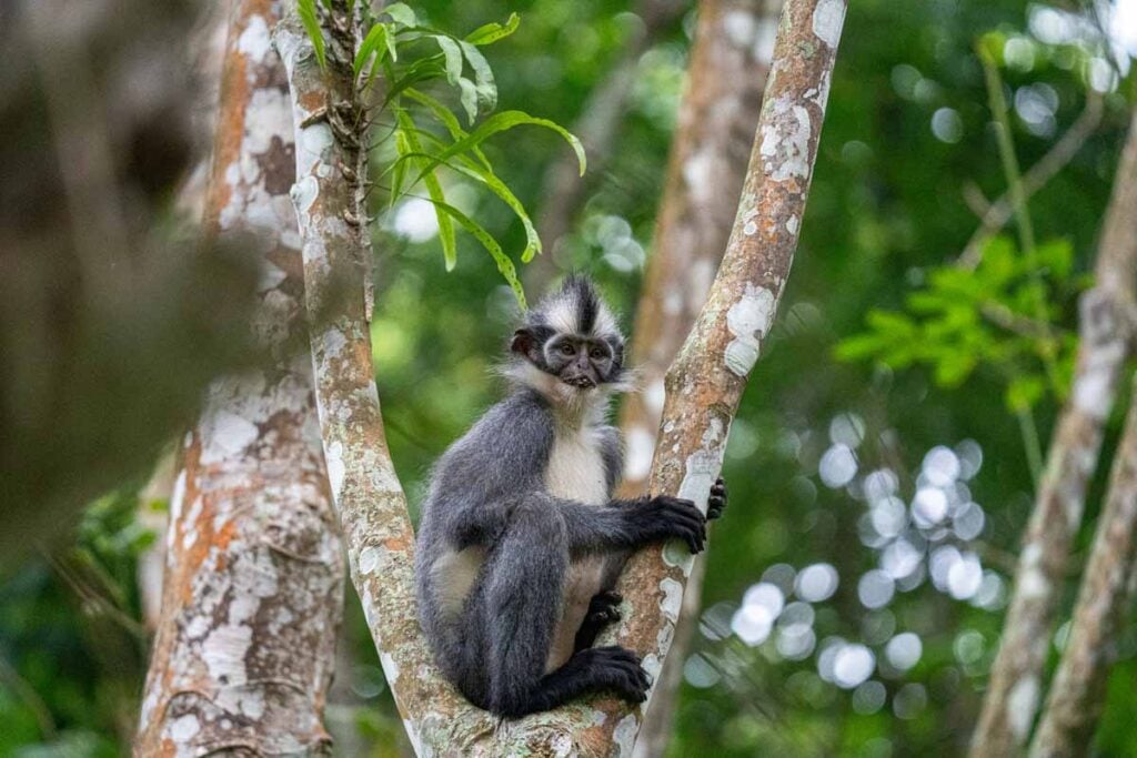 A Thomas’s leaf monkey in a tree near Bukit Lawang, Indonesia.