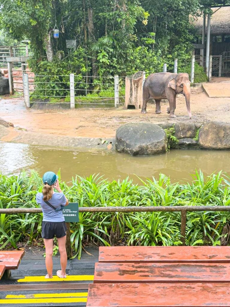 A Brewer child watches an Asian elephant at the Australasia exhibit at the Singapore Zoo.